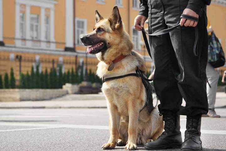 Maître-chien expérimenté Marseille